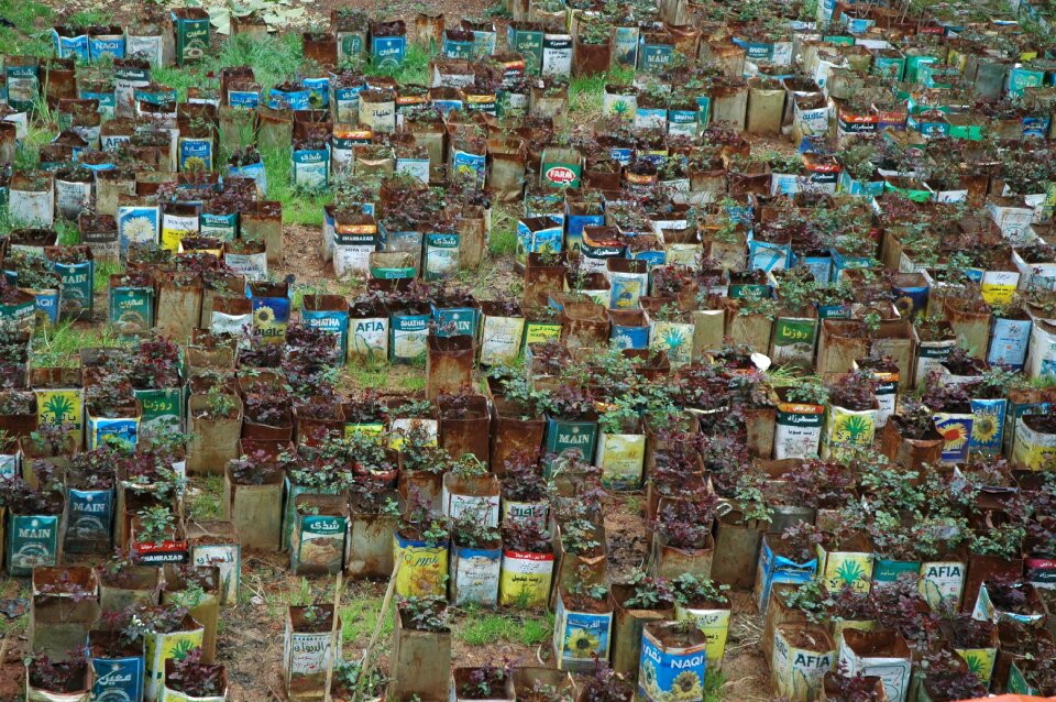 Plants colourful pots