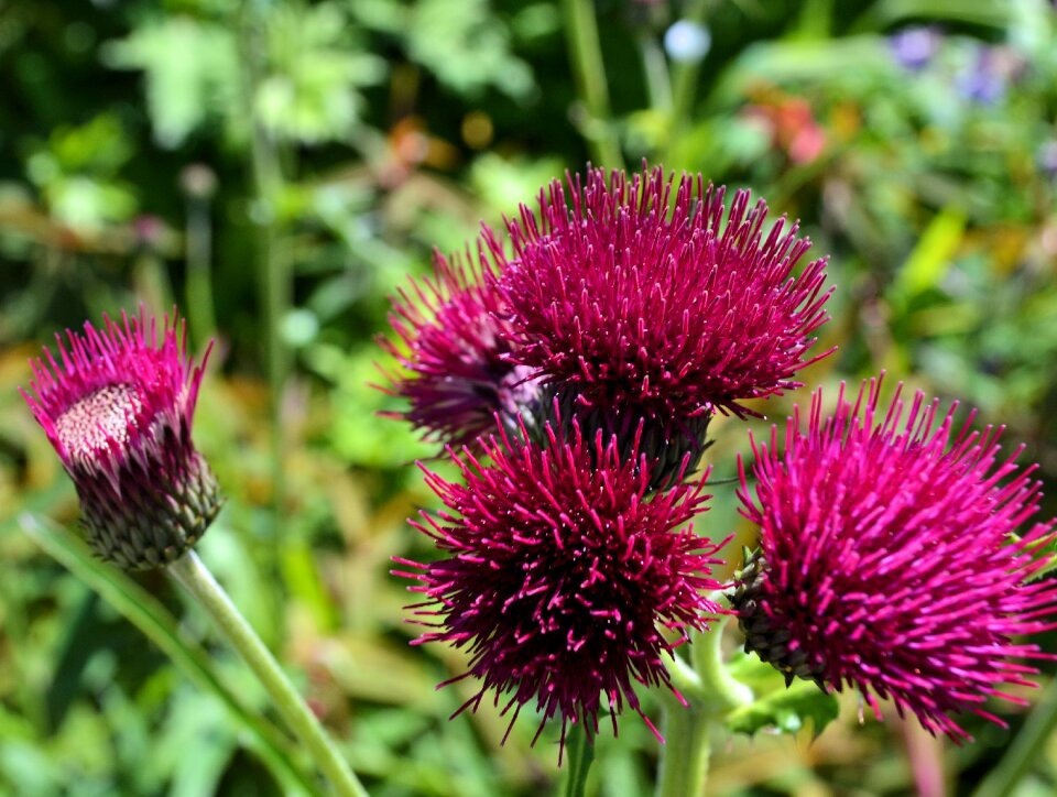 Nature plant floral
