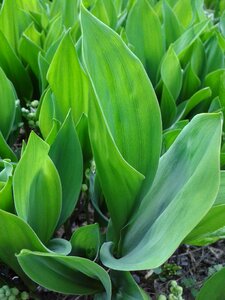 Plant leaves spring