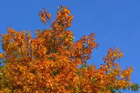 Season tree fall colors photo