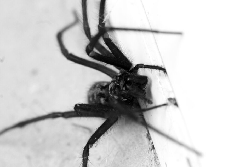 Spider animal nature