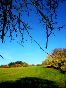 Meadow tree branch photo