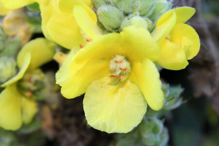 Yellow flower plant photo