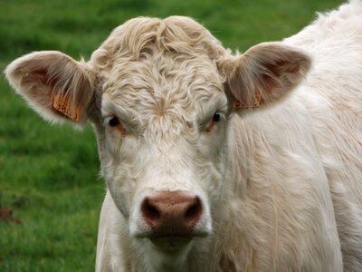 Calf cattle animals photo