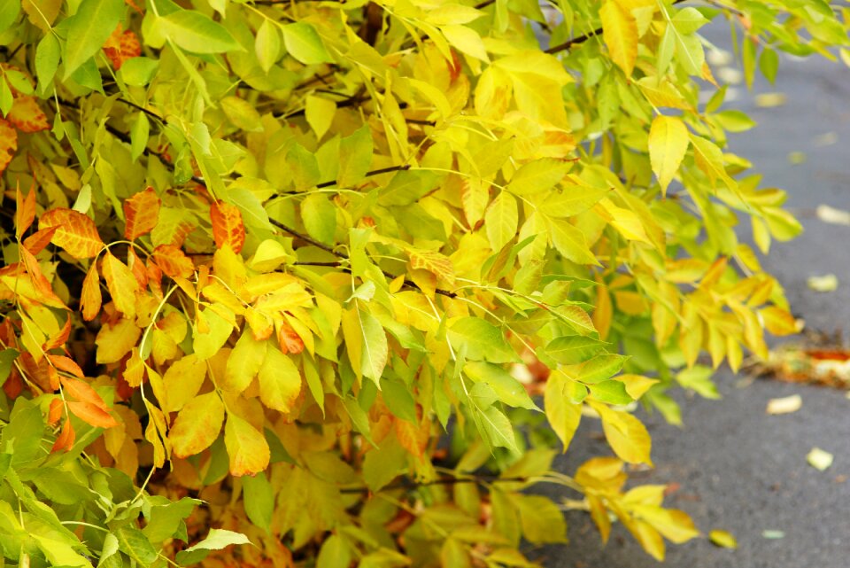 Autumn leaf yellow leaves nature