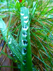 Grass meadow wet photo