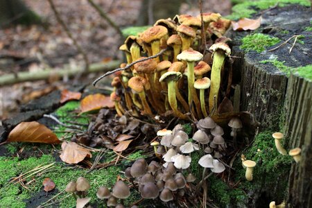 Forest log autumn