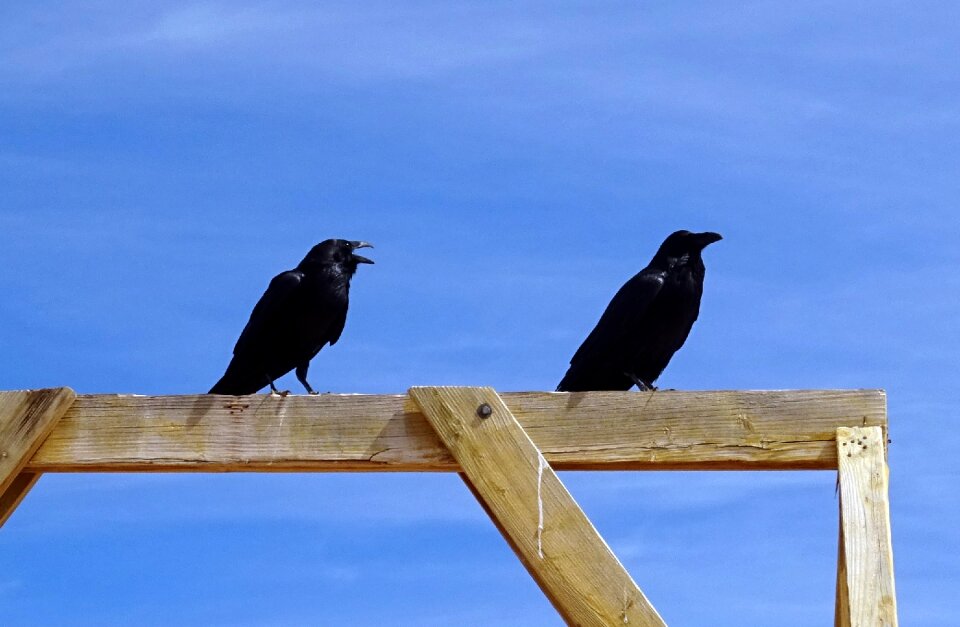 Bird raven black