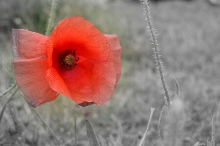 Poppy red flower Free photos