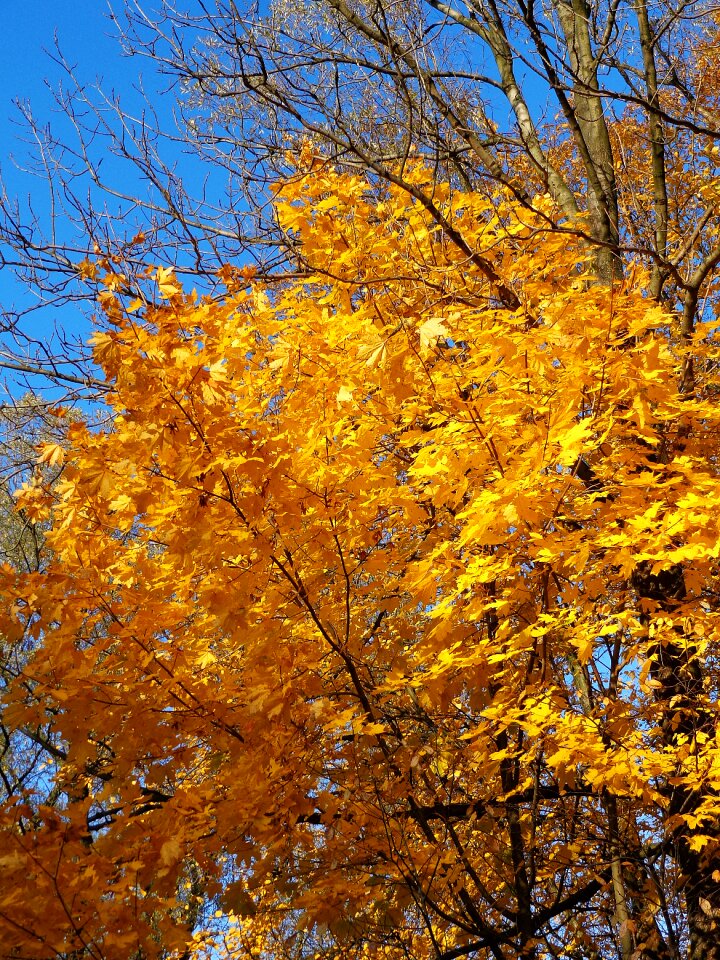Forest foliage nature