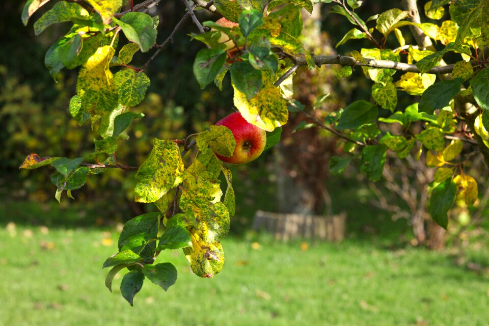 Last autumn delicious