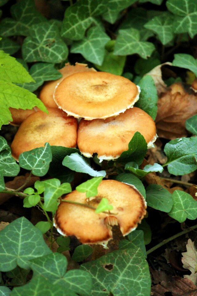 Mushroom undergrowth amber