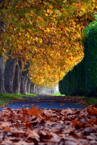 Walk deciduous holidays