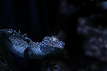 Reptiles lizard shadow