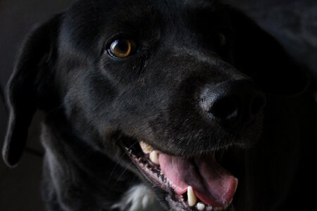 Hairy puppy happy photo