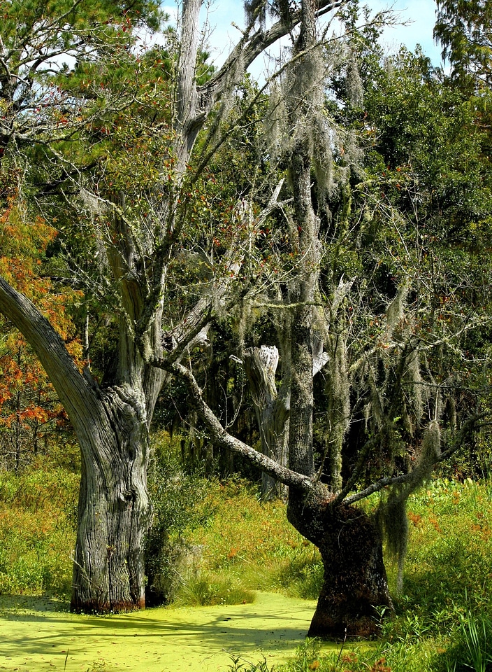 Bog subtropical wetland