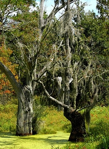 Bog subtropical wetland