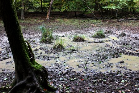 Forest pools mud