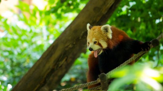 Zoo nature wildlife