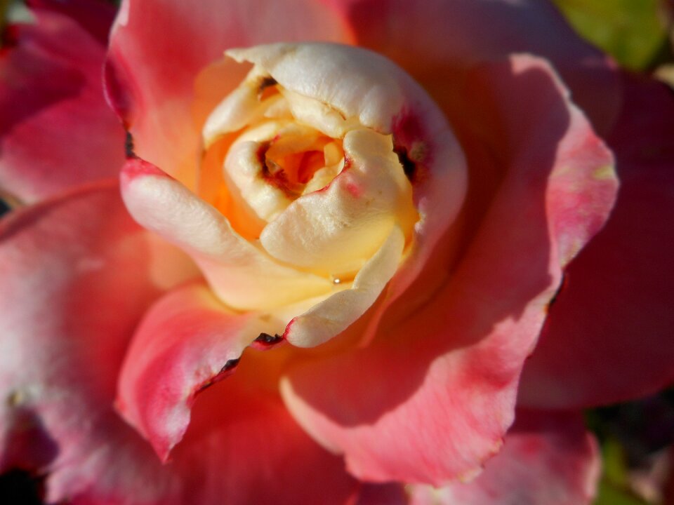 Flower nature petal