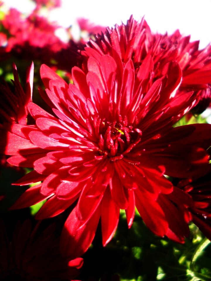 Flower red primule