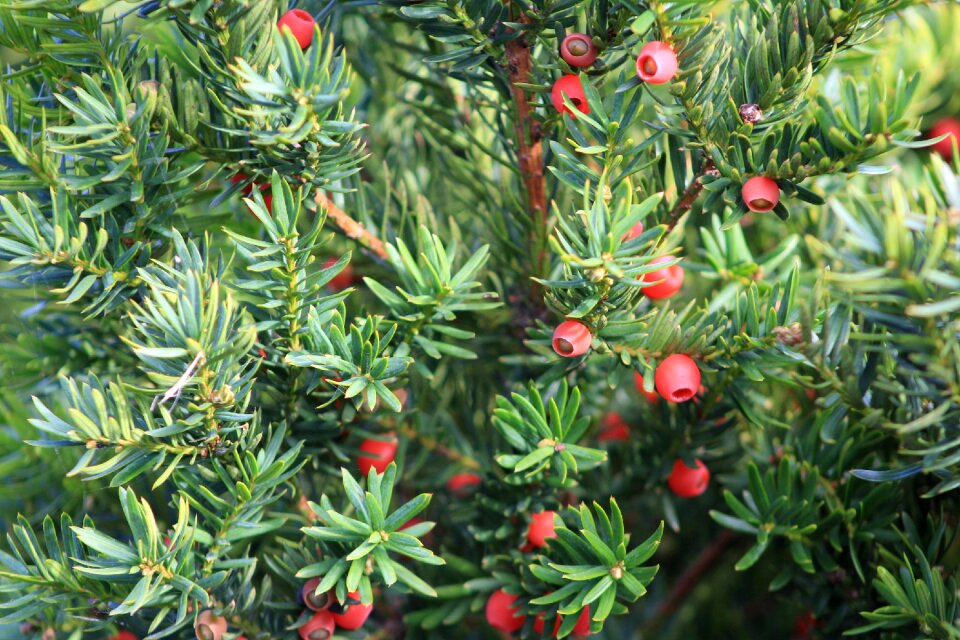 Berry red nature close up