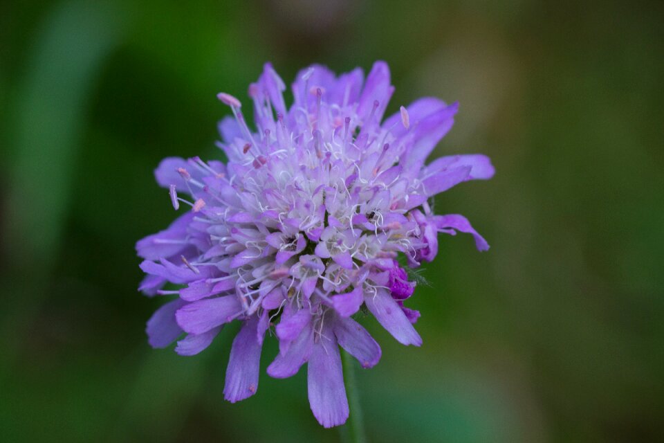 Bloom meadow nature