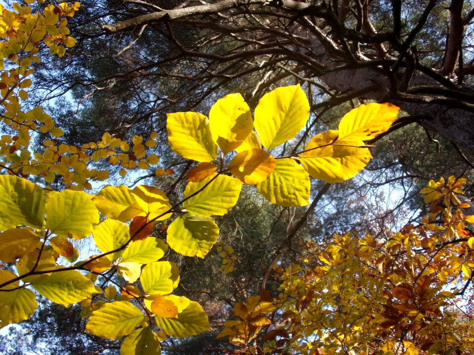 Autumn leaves nature plant photo