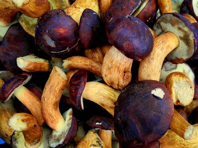 Autumn nature edible