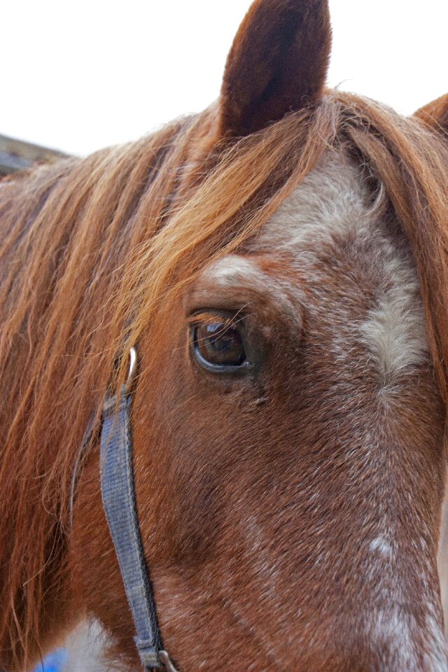 Pferdeportrait nature animal