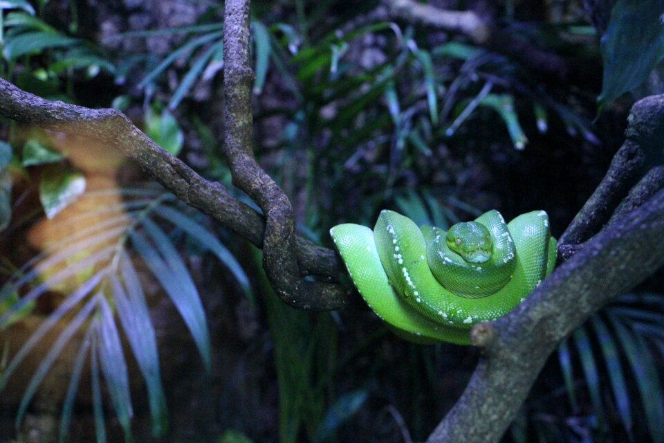 Reptiles snake leaf