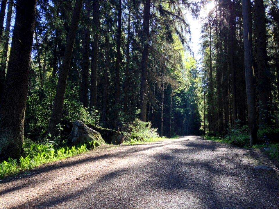 Forest way sunlight gravel photo