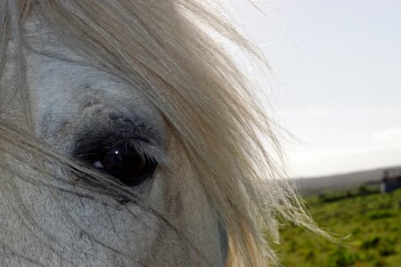 Eye mane horse head photo