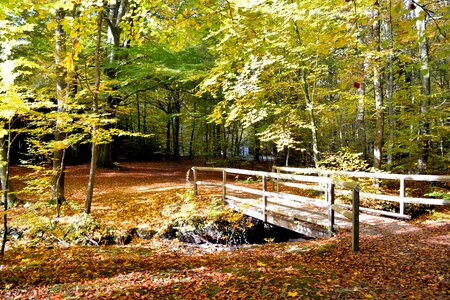 Bridge moss autumn forest
