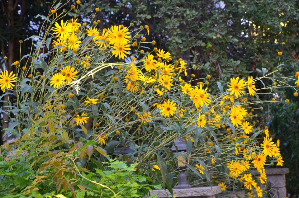 Yellow nature daisy
