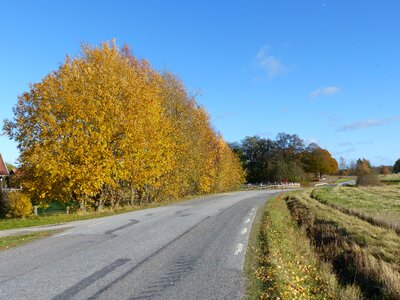 Autumn birch trees sky