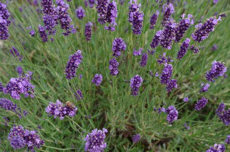 Lavender flowers purple