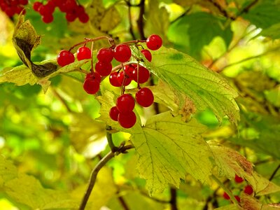 Fall foliage forest nature