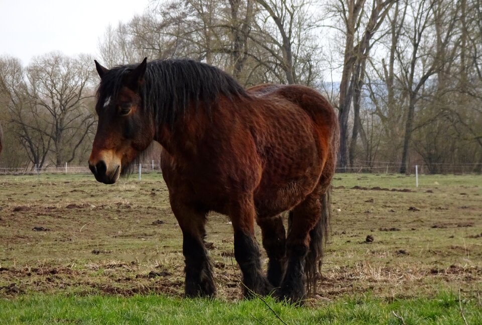 Pasture kaltblut coupling