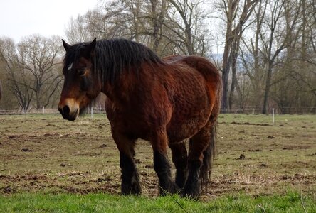 Pasture kaltblut coupling