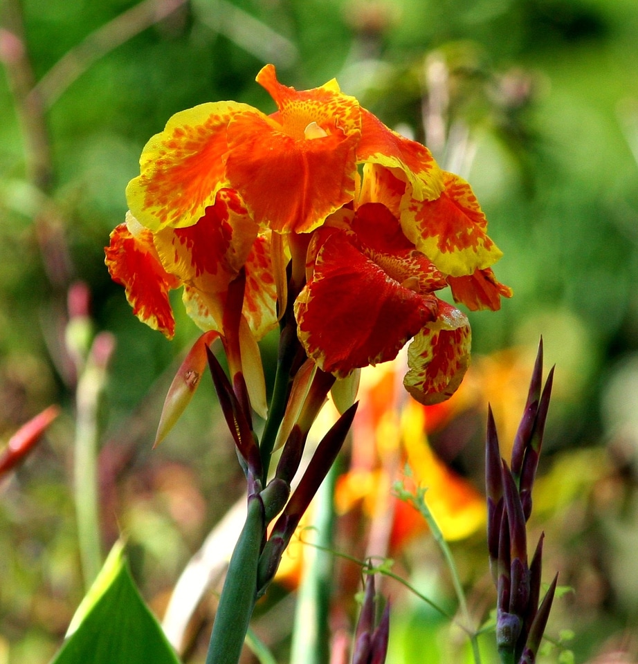 Garden plant pretty