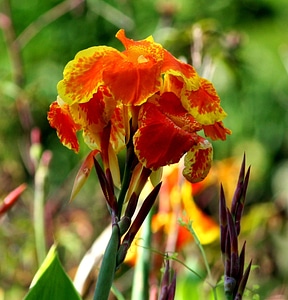 Garden plant pretty photo