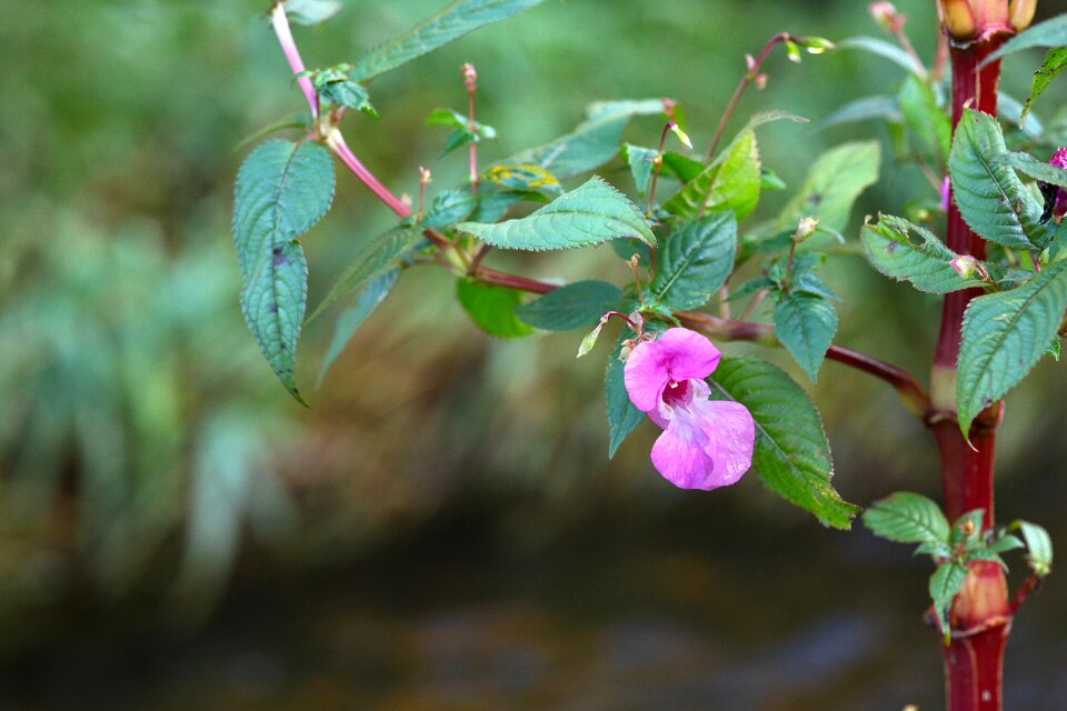 Pink nature wild flower