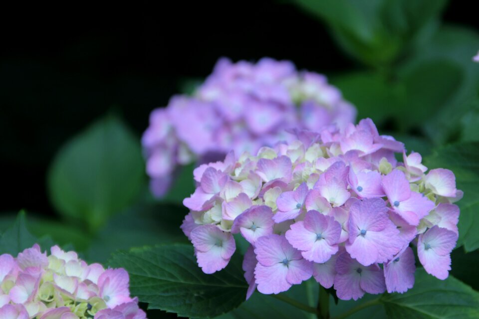 Hydrangea june purple
