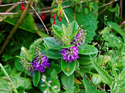 Wild plant floral photo