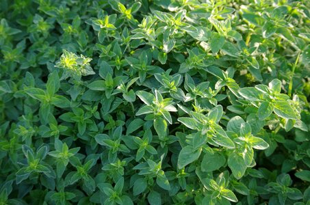 Origanum marjoram oregano