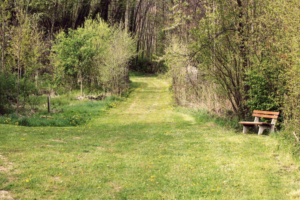 Forest green landscape
