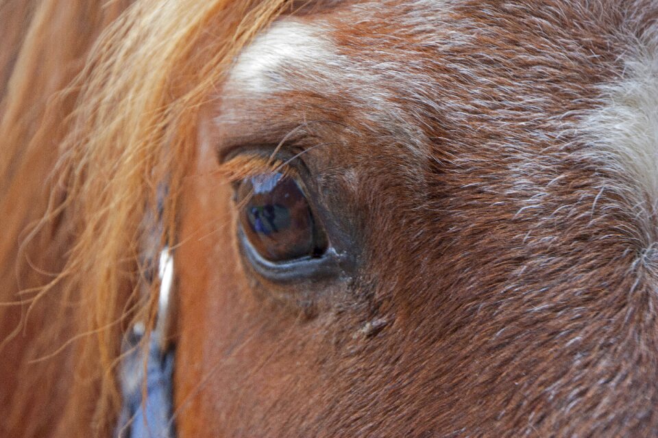 Pferdeportrait nature animal