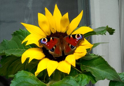 Sunflower butterfly summer photo