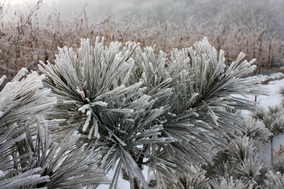 Earl name in the cold wood